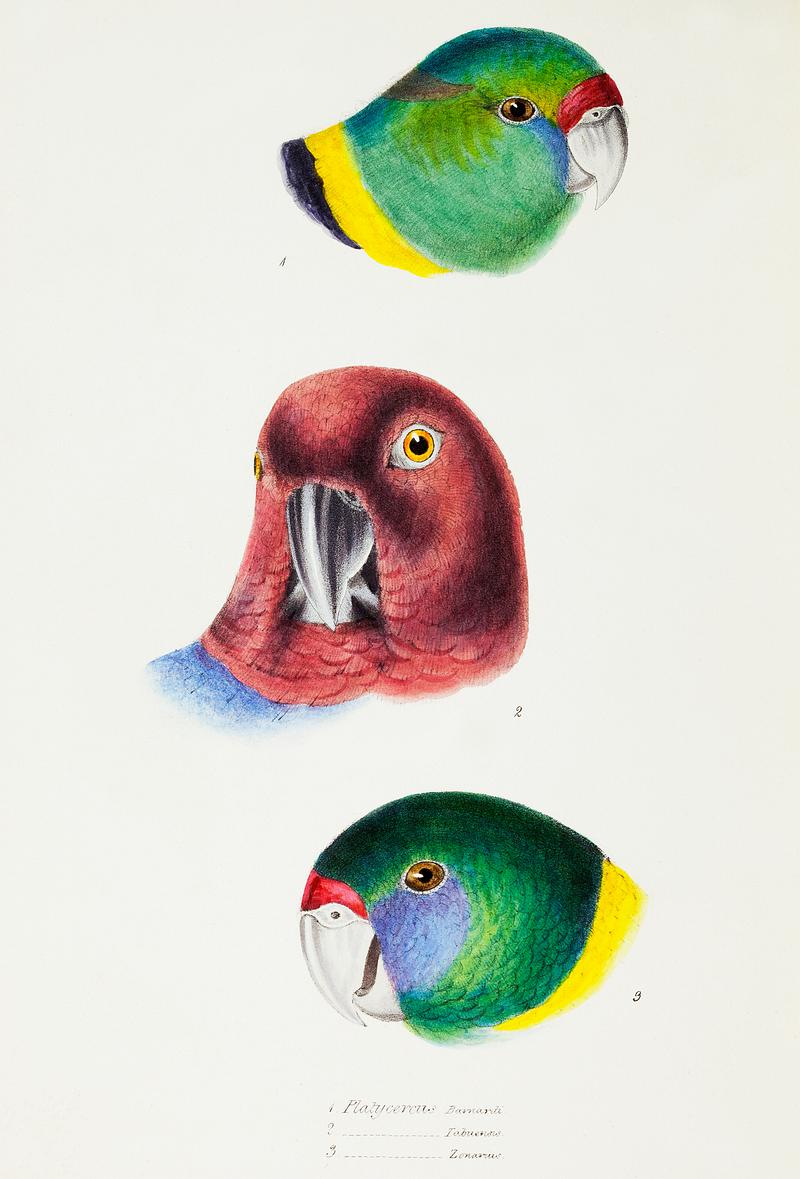 1. Mallee Ringneck (Barnardius barnardi) 2. Maroon Shining Parrot (Platycercus tabuensis) 3. Australian ringneck (Platycercus zonarius) illustrated from A Synopsis of the Birds of Australia and the Adjacent Islands (1837) by John Gould (1804-1881). 1. Mallee Ringneck (Barnardius barnardi) 2. Maroon Shining Parrot (Platycercus tabuensis) 3. Australian ringneck (Platycercus…