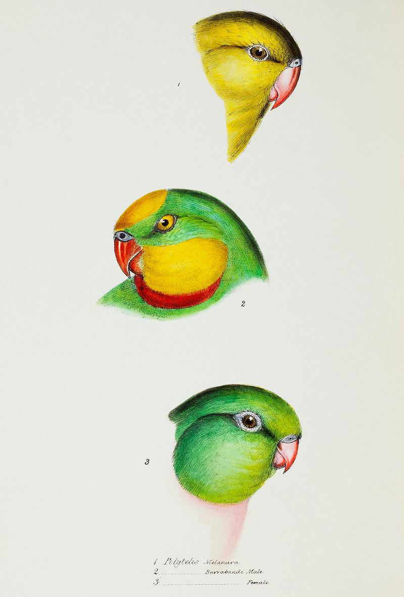 1. Regent Parrot (Polytelis melanura) 2. Superb parrot, male 3. female (Polytelis barrabandi) illustrated from A Synopsis of the Birds of Australia and the Adjacent Islands (1837) by John Gould (1804-1881). 1. Regent Parrot (Polytelis melanura) 2. Superb parrot, male 3. female (Polytelis barrabandi) illustrated from A Synopsis of…