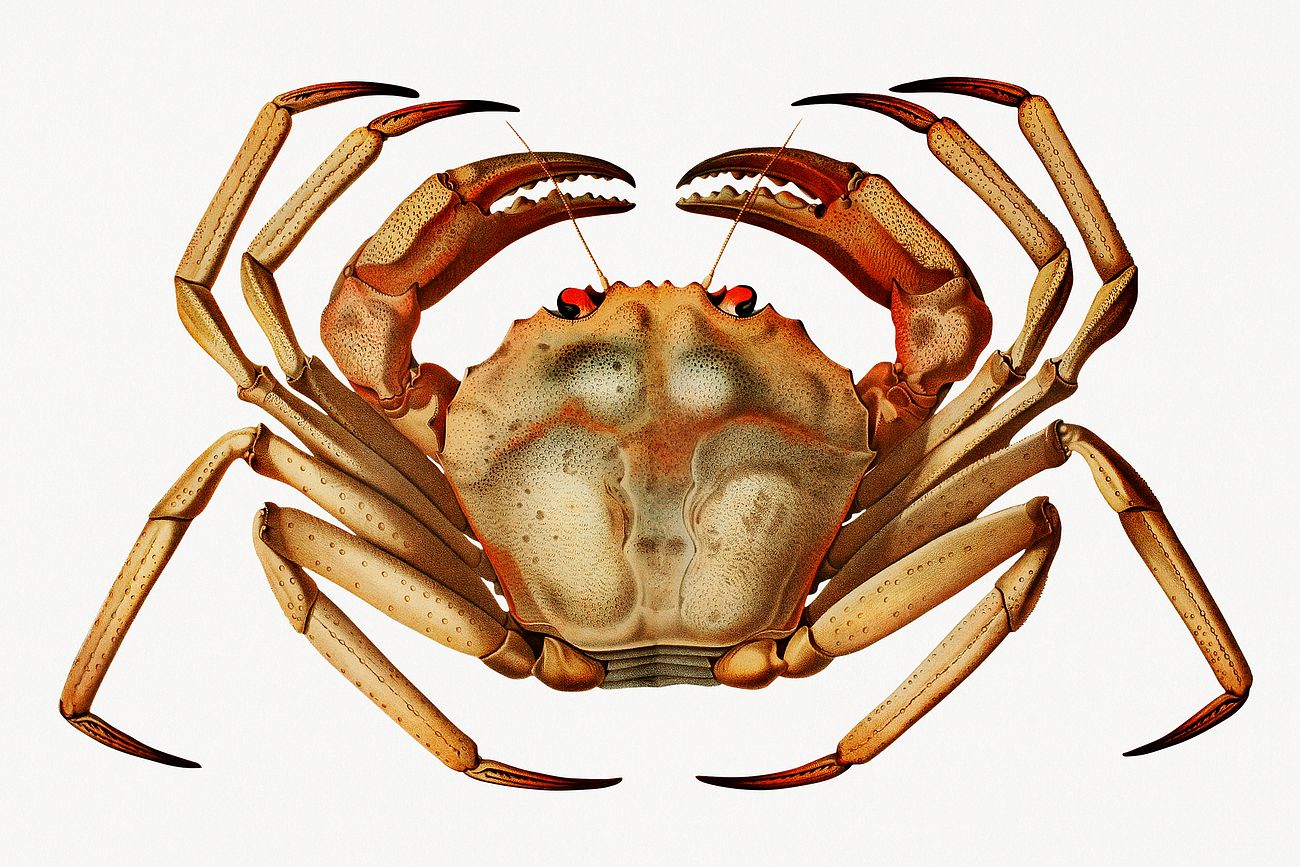 Atlantic deep sea red crab