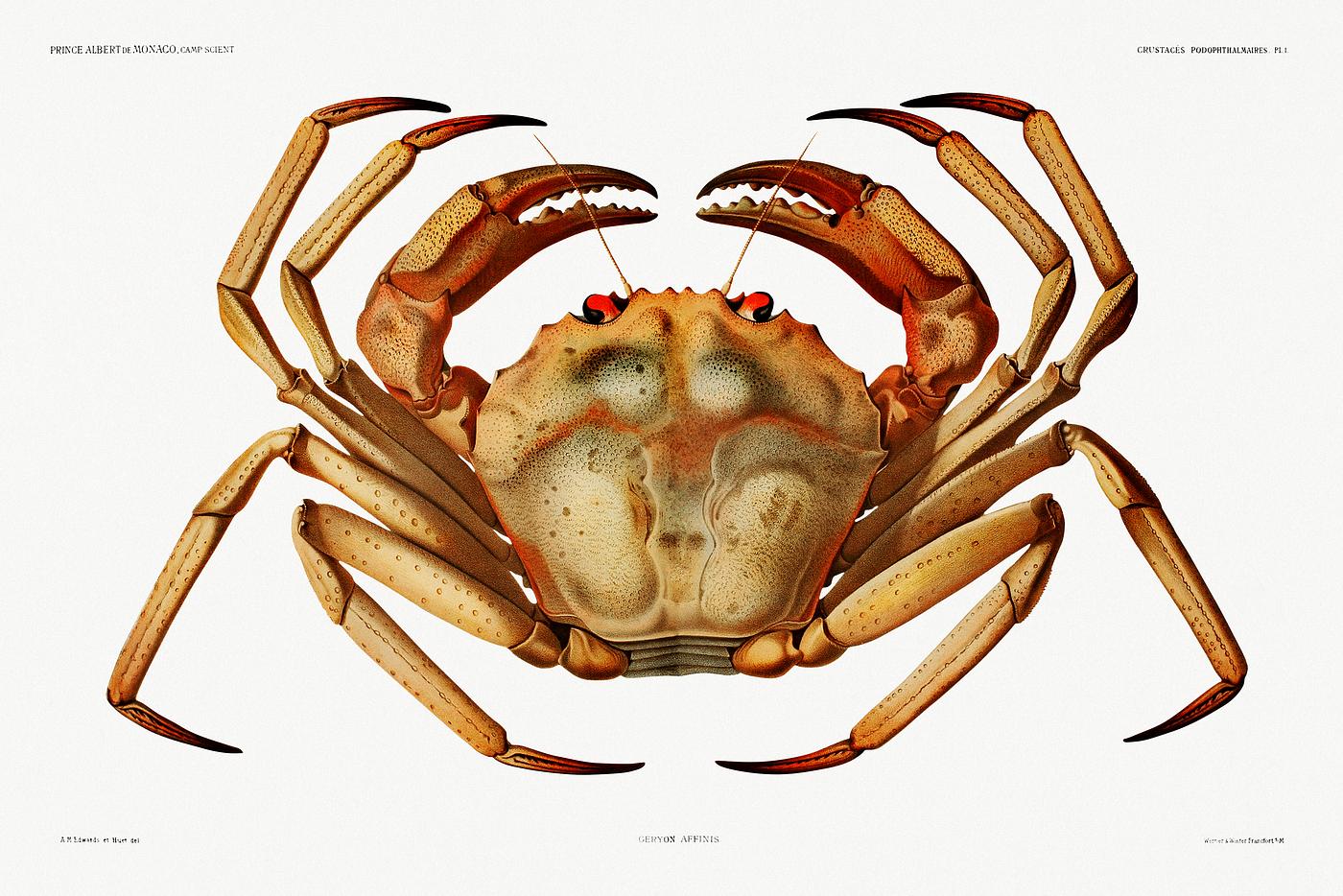 Chaceon, the Atlantic deep sea red crab illustration from Résultats des Campagnes Scientifiques by Albert I, Prince... Chaceon, the Atlantic deep sea red crab illustration from Résultats des Campagnes Scientifiques by Albert I, Prince...