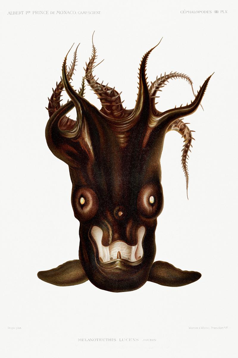 Vampire squid vintage poster Special black squid illlustration from Résultats des Campagnes Scientifiques by Albert I, Prince of Monaco…