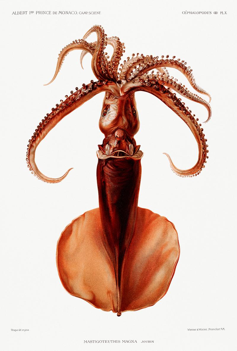Squid vintage poster Squid illustration from Résultats des Campagnes Scientifiques by Albert I, Prince of Monaco (1848–1922).…