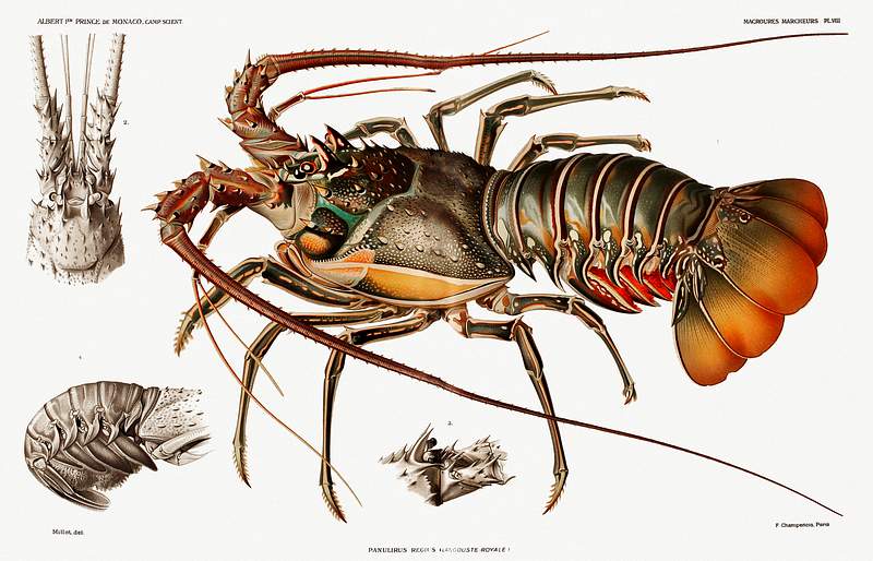Illustration of an European lobster from Résultats des Campagnes Scientifiques by Albert I, Prince of Monaco…