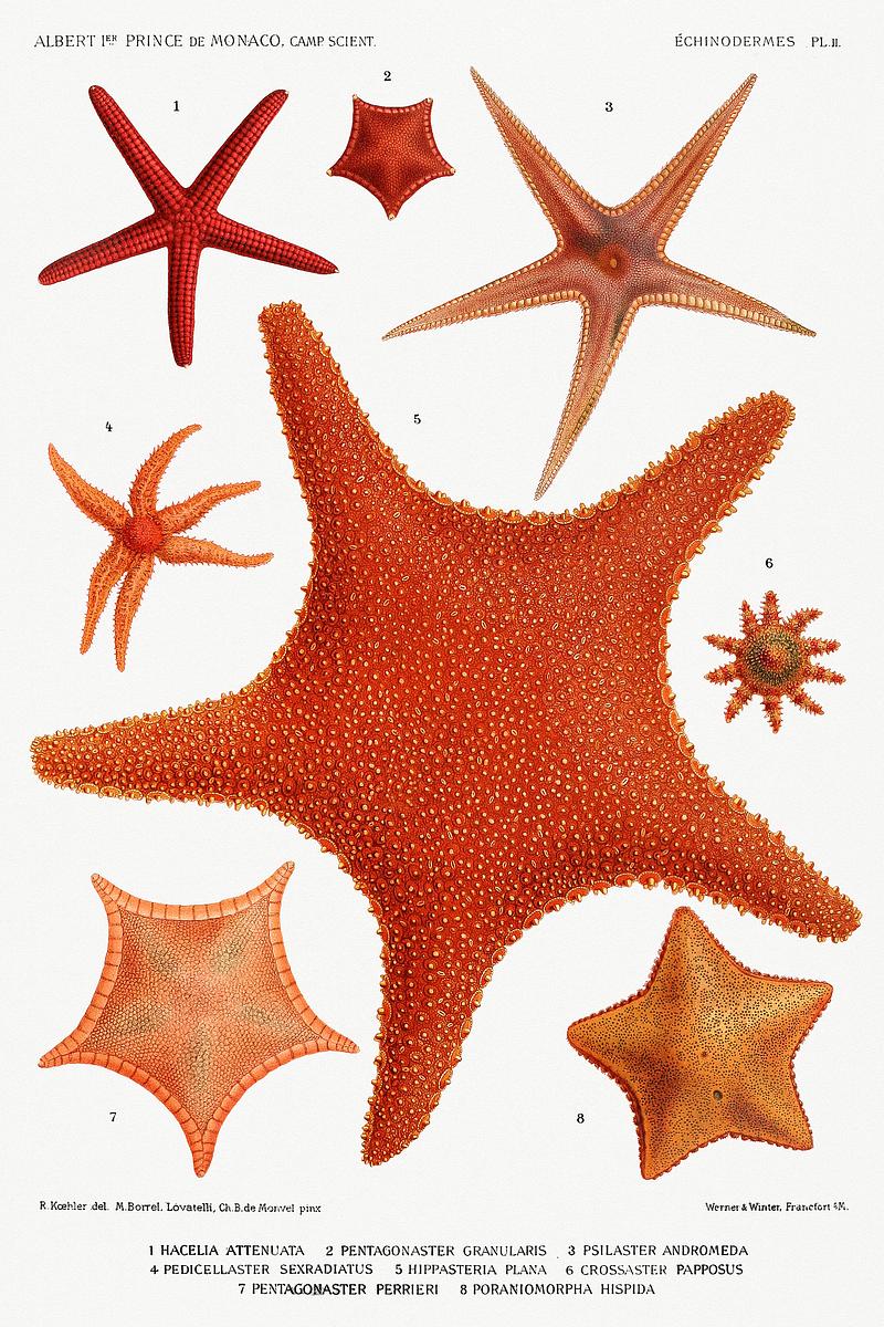Starfish varieties set illustration from Résultats des Campagnes Scientifiques by Albert I, Prince of Monaco (1848–1922). Original from Biodiversity Heritage Library. Digitally enhanced by rawpixel. Starfish varieties set illustration from Résultats des Campagnes Scientifiques by Albert I, Prince of Monaco…
