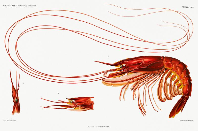 Shrimp vintage poster Shrimp illustration from Résultats des Campagnes Scientifiques by Albert I, Prince of Monaco (1848–1922).…