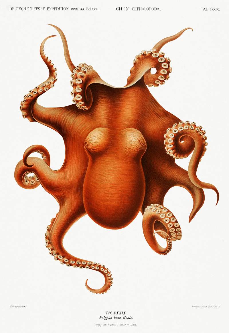 Vintage colored octopus illustration wall art print and poster design remix from original artwork.