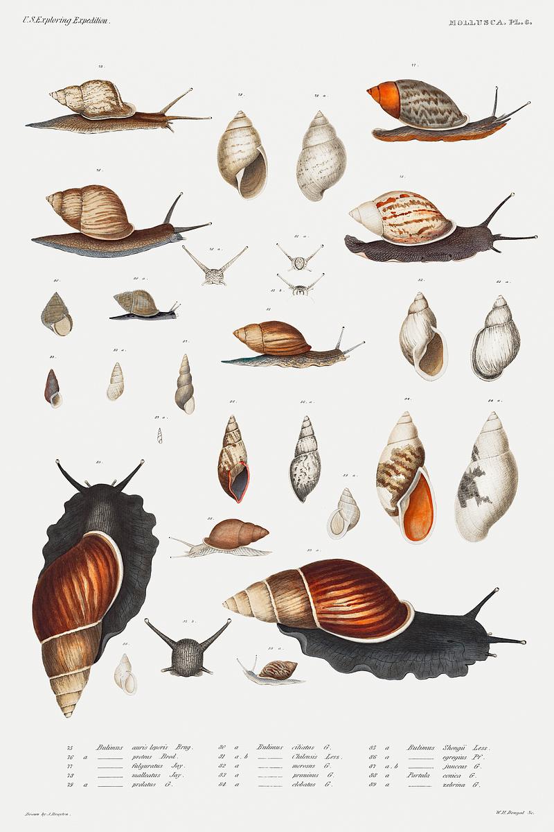 Snail varieties set illustration from Mollusca & Shells by Augustus Addison Gould. Original from Biodiversity Heritage Library. Digitally enhanced by rawpixel. Snail varieties set illustration from Mollusca & Shells by Augustus Addison Gould. Original from Biodiversity Heritage…