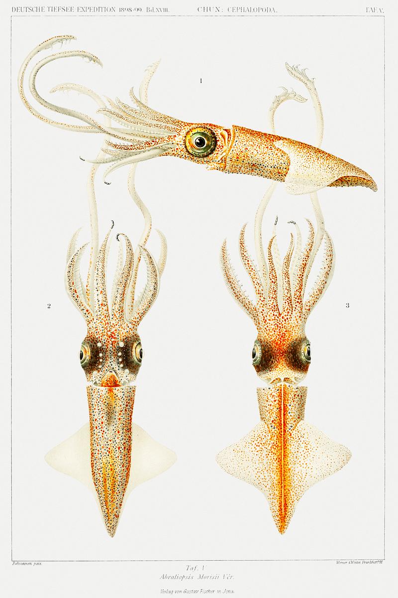 Abraliopsis morisii, bioluminescent squid illustration from Deutschen Tiefsee-Expedition, German Deep Sea Expedition (1898–1899) by Carl Chun. Original from Biodiversity Heritage Library. Digitally enhanced by rawpixel. Abraliopsis morisii, bioluminescent squid illustration from Deutschen Tiefsee-Expedition, German Deep Sea Expedition…