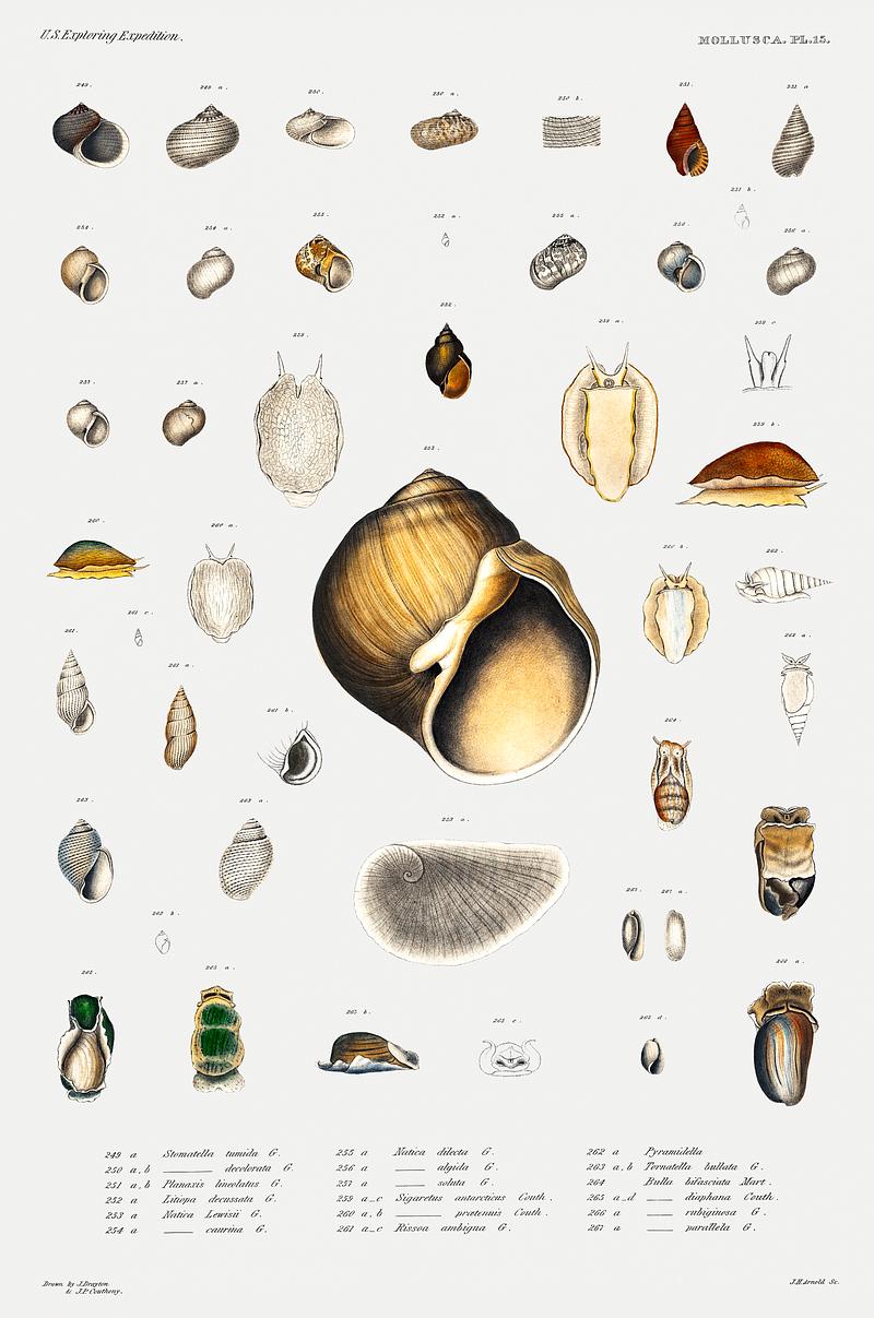 Sea snail varieties set illustration from Mollusca & Shells by Augustus Addison Gould. Original from Biodiversity Heritage Library. Digitally enhanced by rawpixel. Sea snail varieties set illustration from Mollusca & Shells by Augustus Addison Gould. Original from Biodiversity Heritage…