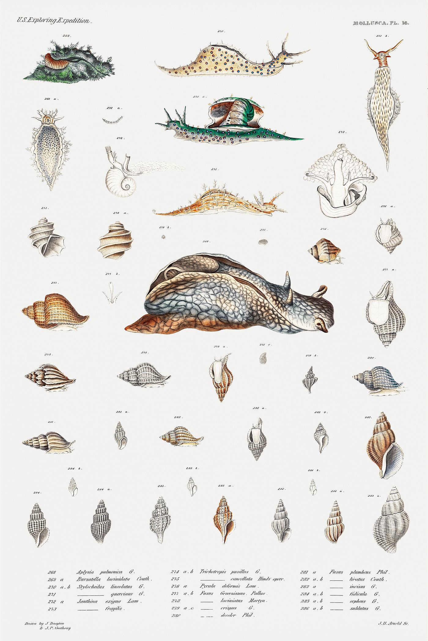 Snail varieties set illustration from Mollusca & Shells by Augustus Addison Gould. Original from Biodiversity Heritage... Snail varieties set illustration from Mollusca & Shells by Augustus Addison Gould. Original from Biodiversity Heritage...