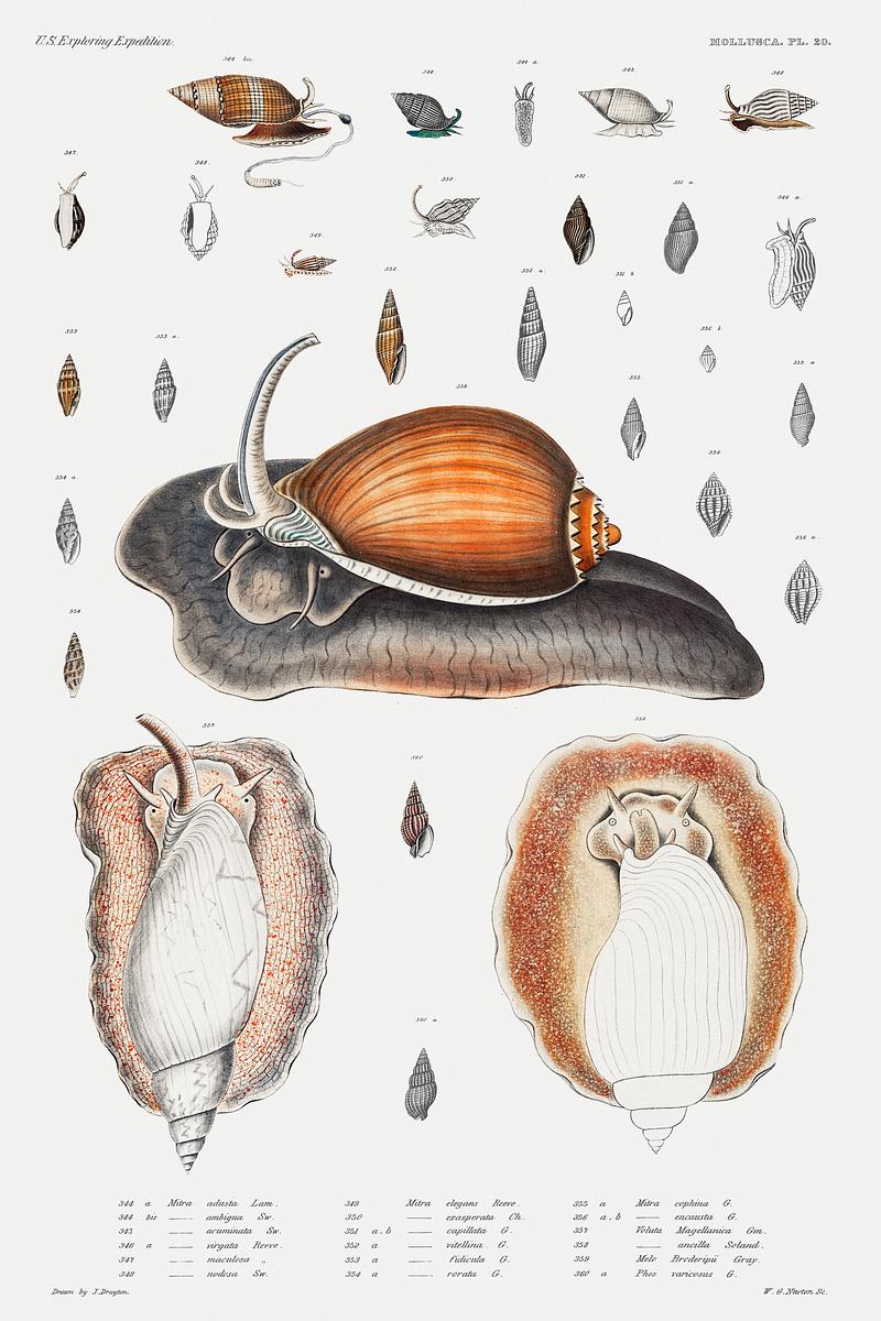 Snail varieties set illustration from Mollusca & Shells by Augustus Addison Gould. Original from Biodiversity Heritage Library. Digitally enhanced by rawpixel. Snail varieties set illustration from Mollusca & Shells by Augustus Addison Gould. Original from Biodiversity Heritage…