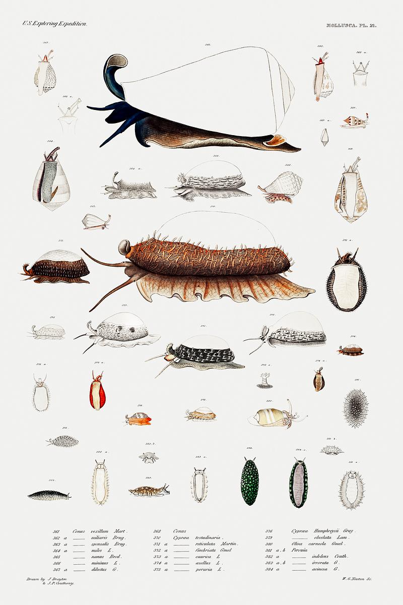Sea snail and sea slug varieties set illustration from Mollusca & Shells by Augustus Addison Gould. Original from Biodiversity Heritage Library. Digitally enhanced by rawpixel. Sea snail and sea slug varieties set illustration from Mollusca & Shells by Augustus Addison Gould. Original from…