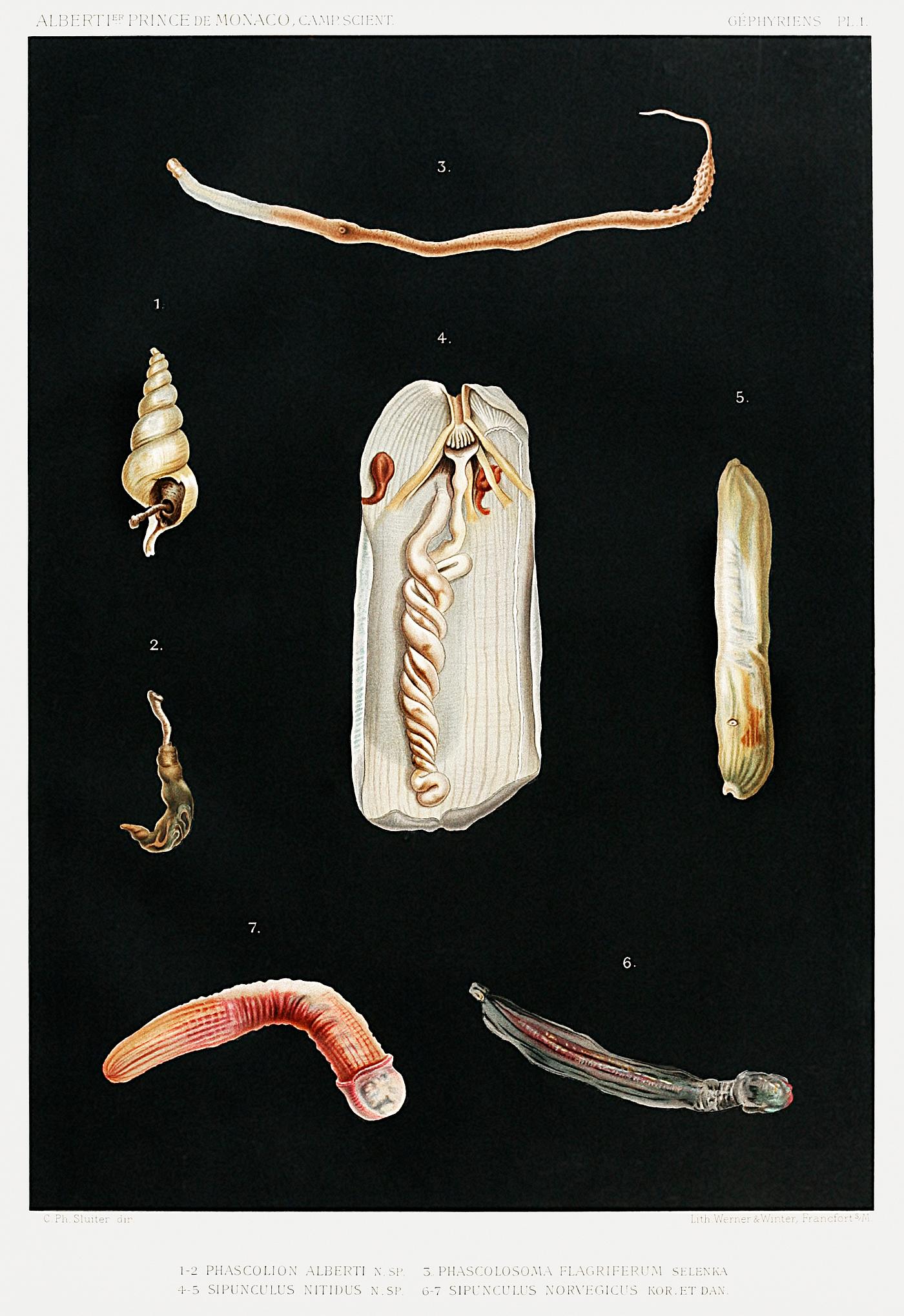 Sea worm varieties set illustration from Résultats des Campagnes Scientifiques by Albert I, Prince of Monaco (1848... Sea worm varieties set illustration from Résultats des Campagnes Scientifiques by Albert I, Prince of Monaco (1848...