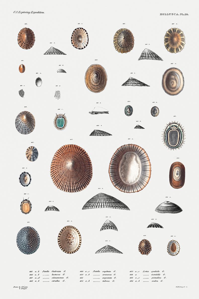 Sea snail varieties set illustration from Mollusca & Shells by Augustus Addison Gould. Original from Biodiversity Heritage Library. Digitally enhanced by rawpixel. Sea snail varieties set illustration from Mollusca & Shells by Augustus Addison Gould. Original from Biodiversity Heritage…