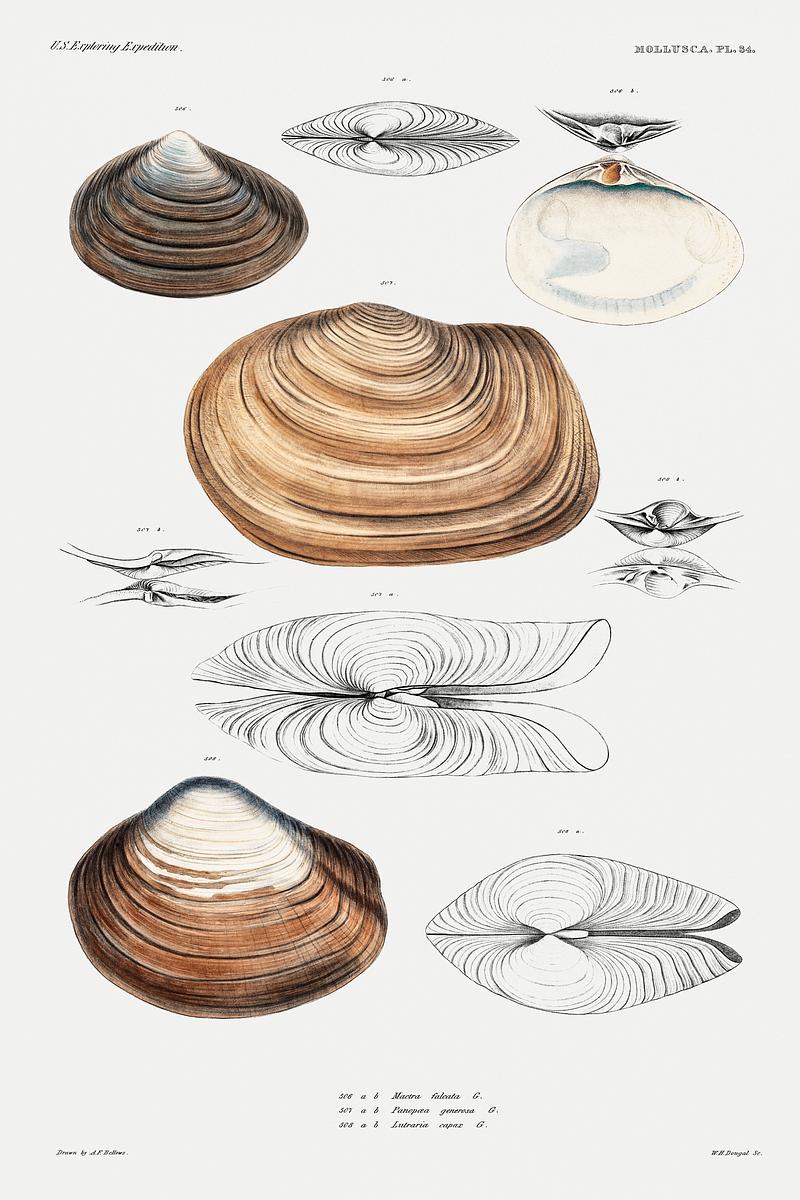 Clam shell varieties set illustration from Mollusca & Shells by Augustus Addison Gould. Original from Biodiversity Heritage Library. Digitally enhanced by rawpixel. Clam shell varieties set illustration from Mollusca & Shells by Augustus Addison Gould. Original from Biodiversity Heritage…