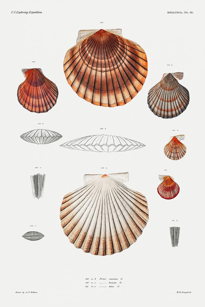 Clam shell varieties set illustration from Mollusca & Shells by Augustus Addison Gould. Original from Biodiversity Heritage Library. Digitally enhanced by rawpixel. Clam shell varieties set illustration from Mollusca & Shells by Augustus Addison Gould. Original from Biodiversity Heritage…