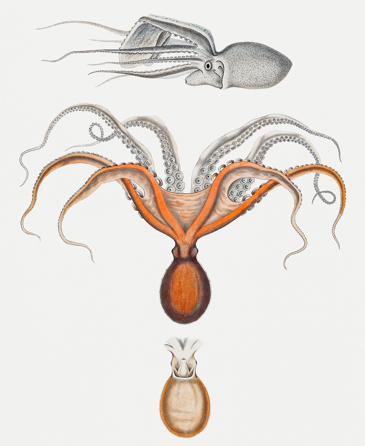 Red octopus and an argonaut Red octopus and an argonaut illustration in vintage style