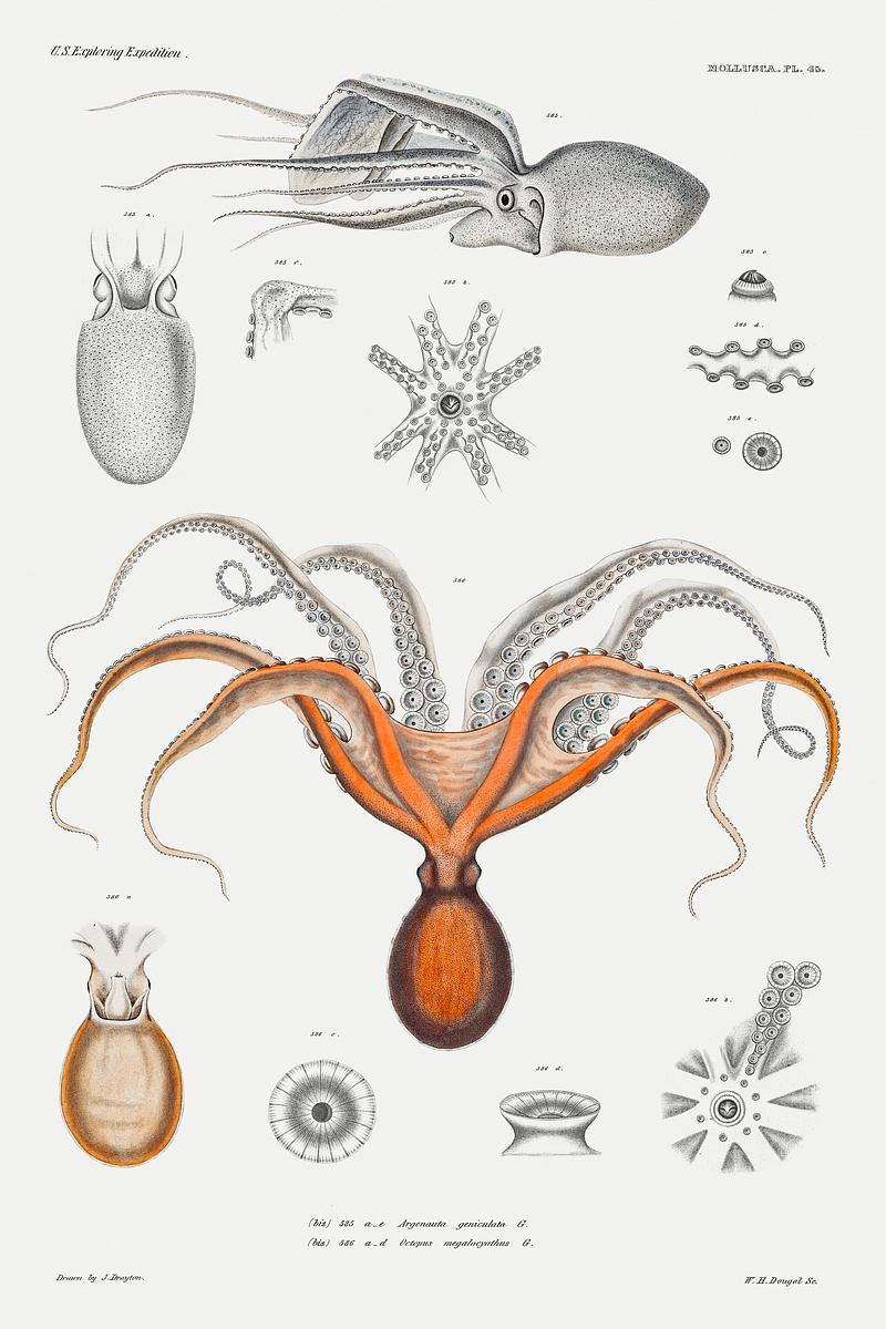 Red octopus and an argonaut vintage poster Red octopus and an argonaut illustration from Mollusca & Shells by Augustus Addison Gould. Original from Biodiversity…