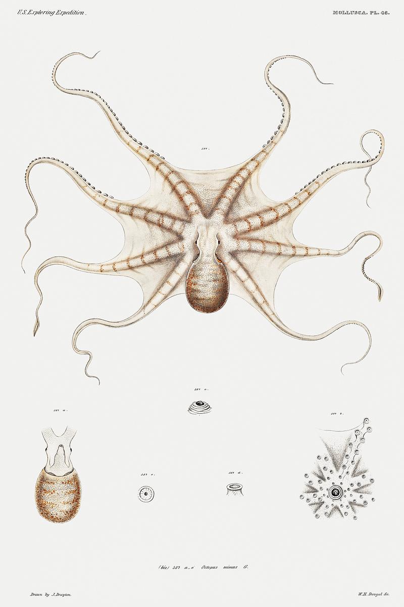 Octopus mimus, a gould octopus illustration from Mollusca & Shells by Augustus Addison Gould. Original from Biodiversity Heritage Library. Digitally enhanced by rawpixel. Octopus mimus, a gould octopus illustration from Mollusca & Shells by Augustus Addison Gould. Original from Biodiversity…