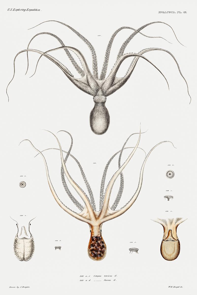 Common Sydney octopus and octopus furva illustration from Mollusca & Shells by Augustus Addison Gould. Original from Biodiversity Heritage Library. Digitally enhanced by rawpixel. Common Sydney octopus and octopus furva illustration from Mollusca & Shells by Augustus Addison Gould. Original from…