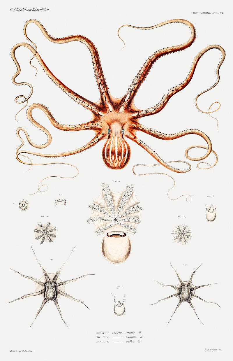 Ornate octopus anatomy illustration from Mollusca & Shells by Augustus Addison Gould. Original from Biodiversity Heritage Library. Digitally enhanced by rawpixel. Ornate octopus anatomy illustration from Mollusca & Shells by Augustus Addison Gould. Original from Biodiversity Heritage…