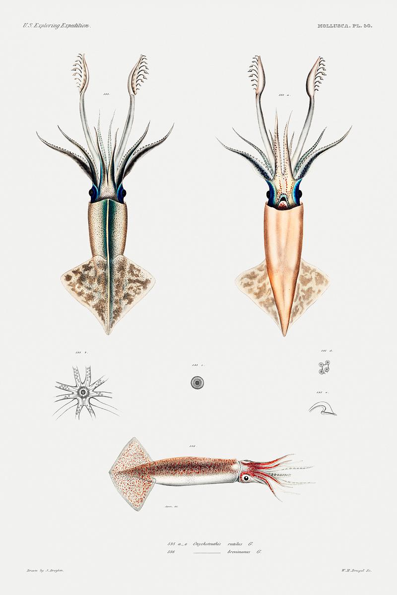 Squid varieties set illustration from Mollusca & Shells by Augustus Addison Gould. Original from Biodiversity Heritage Library. Digitally enhanced by rawpixel. Squid varieties set illustration from Mollusca & Shells by Augustus Addison Gould. Original from Biodiversity Heritage…