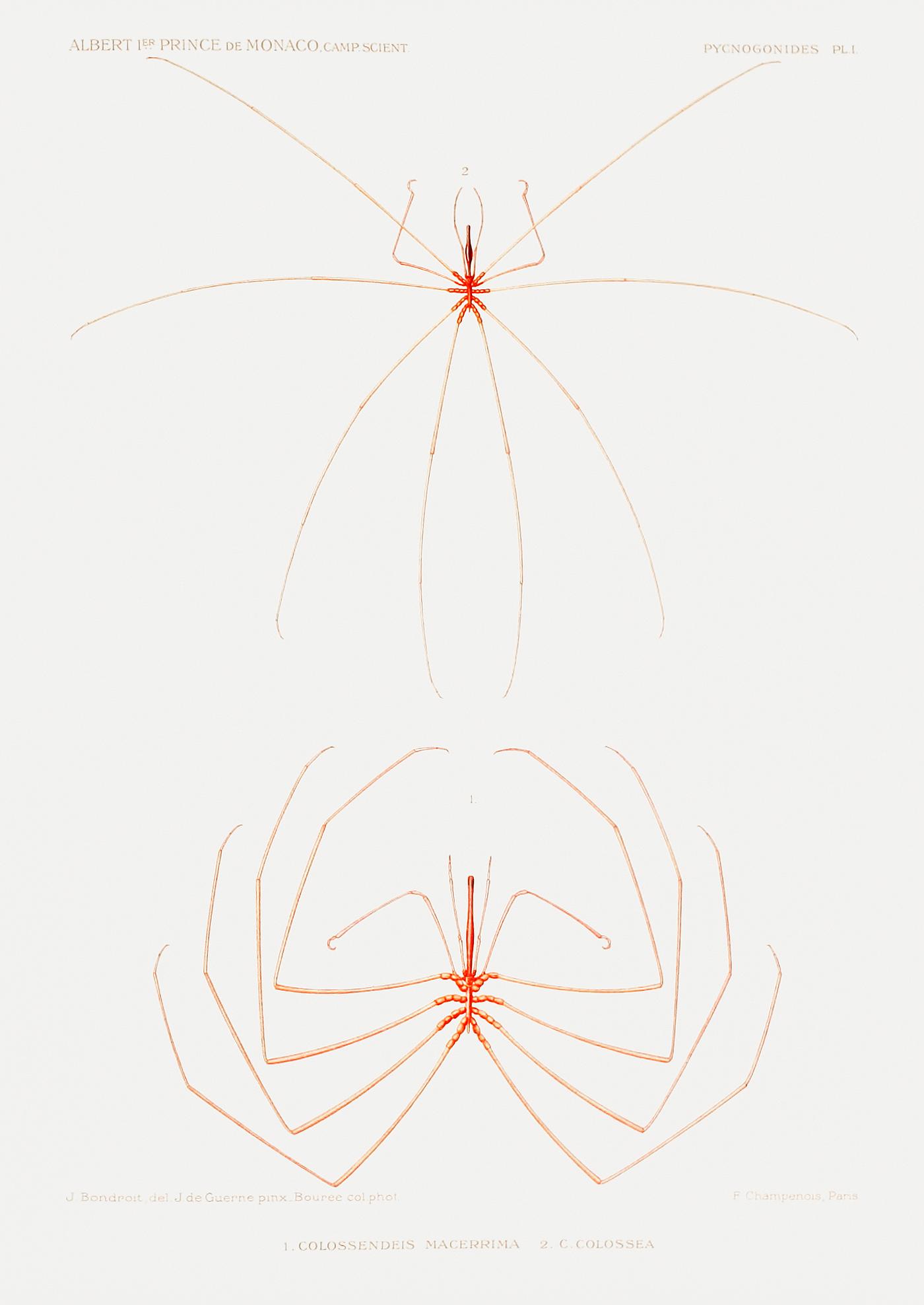 Sea spider illustration from Résultats des Campagnes Scientifiques by Albert I, Prince of Monaco (1848–1922).... Sea spider illustration from Résultats des Campagnes Scientifiques by Albert I, Prince of Monaco (1848–1922)....