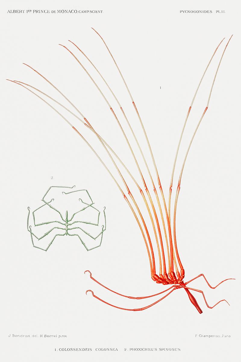Sea spider illustration from Résultats des Campagnes Scientifiques by Albert I, Prince of Monaco (1848–1922). Original from Biodiversity Heritage Library. Digitally enhanced by rawpixel. Sea spider illustration from Résultats des Campagnes Scientifiques by Albert I, Prince of Monaco (1848–1922).…