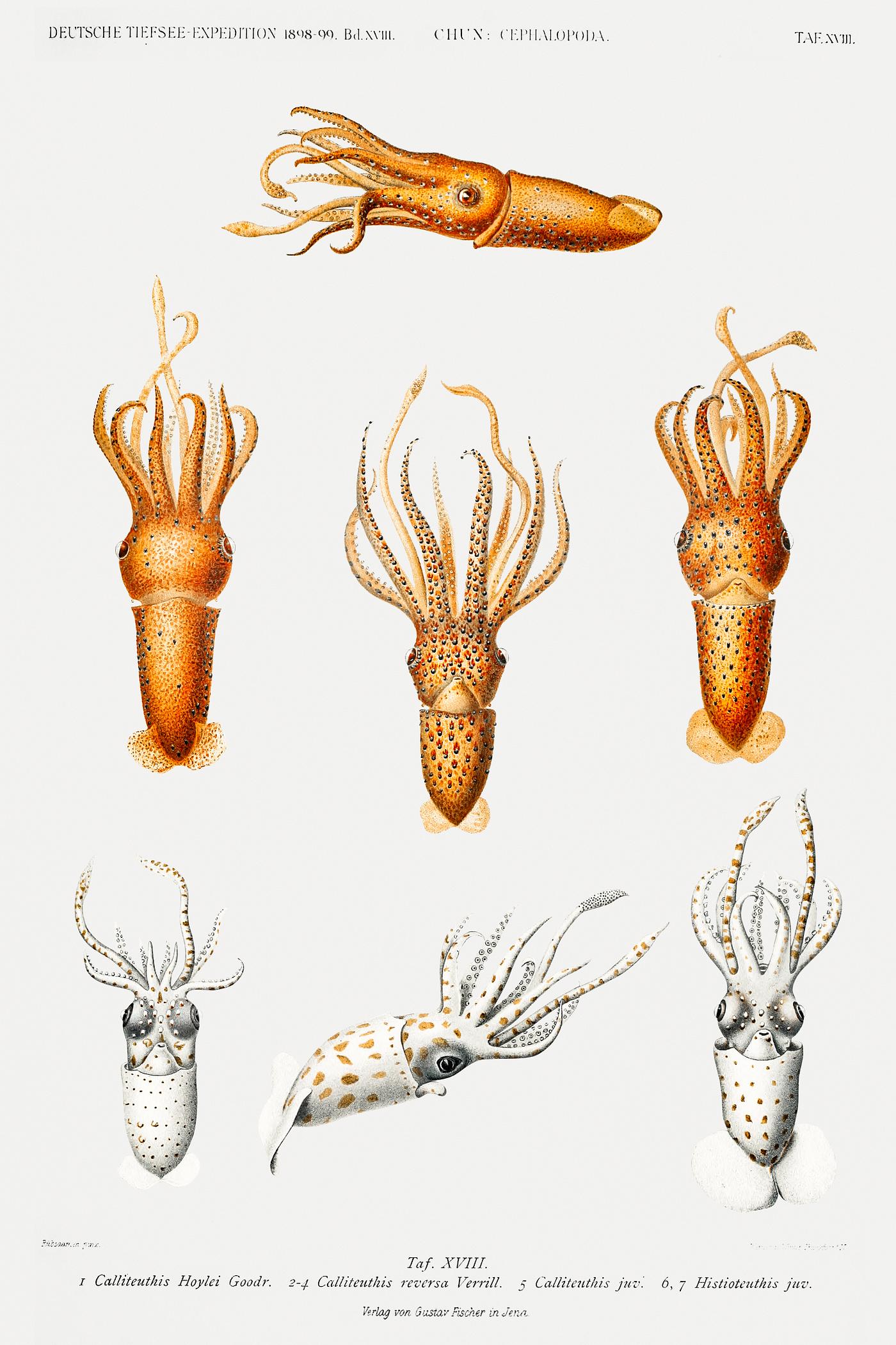 Squid varieties set illustration from Deutschen Tiefsee-Expedition, German Deep Sea Expedition (1898–1899) by Carl... Squid varieties set illustration from Deutschen Tiefsee-Expedition, German Deep Sea Expedition (1898–1899) by Carl...
