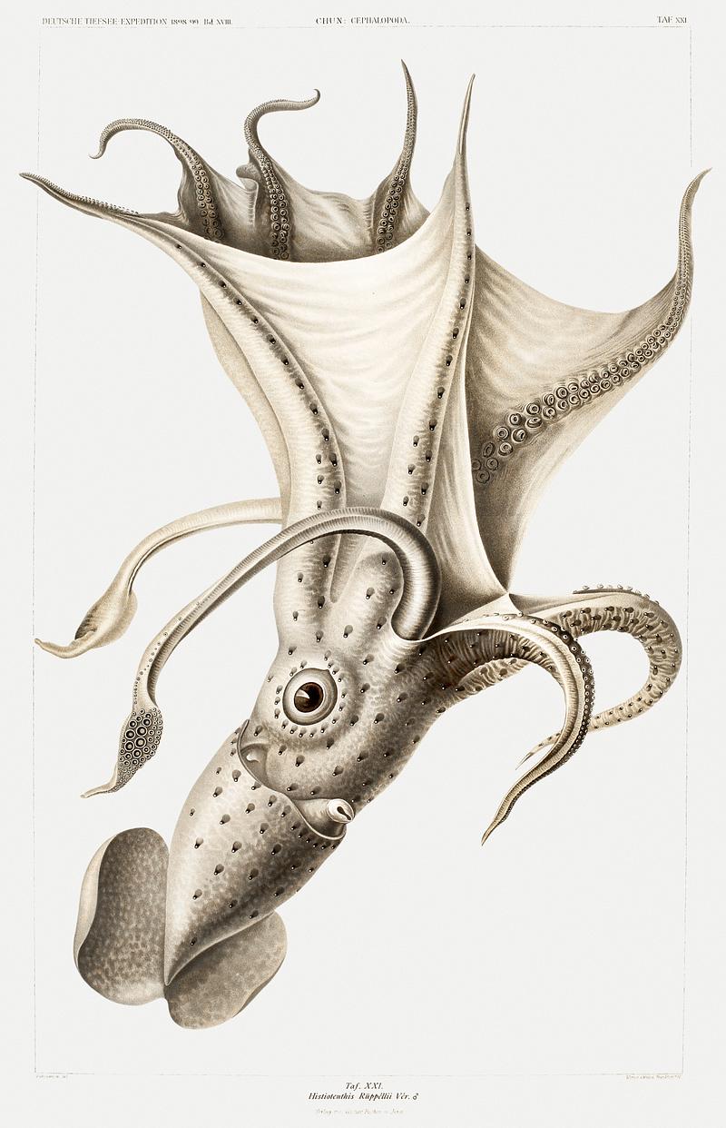 Histioteuthis ruppellii, cockeyed squid illustration from Deutschen Tiefsee-Expedition, German Deep Sea Expedition (1898–1899) by Carl Chun. Original from Biodiversity Heritage Library. Digitally enhanced by rawpixel. Histioteuthis ruppellii, cockeyed squid illustration from Deutschen Tiefsee-Expedition, German Deep Sea Expedition…