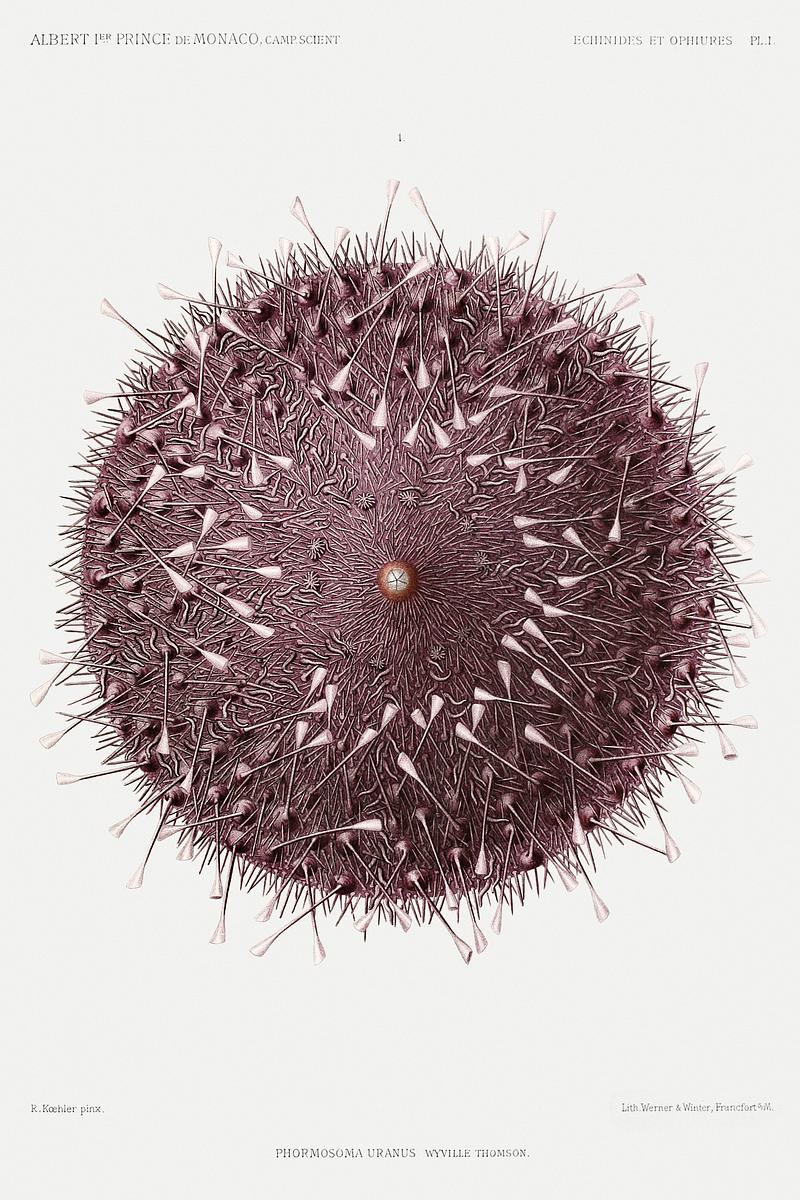 Sea urchin vintage poster Sea urchin illustration from Résultats des Campagnes Scientifiques by Albert I, Prince of Monaco (1848–1922).…