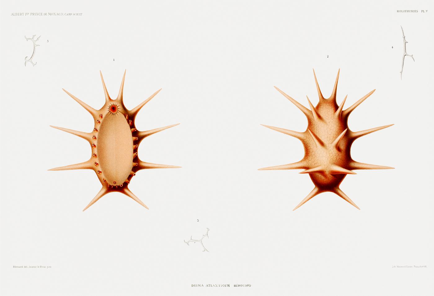 Deima, a sea cucumber illustration from Résultats des Campagnes Scientifiques by Albert I, Prince of Monaco (1848... Deima, a sea cucumber illustration from Résultats des Campagnes Scientifiques by Albert I, Prince of Monaco (1848...