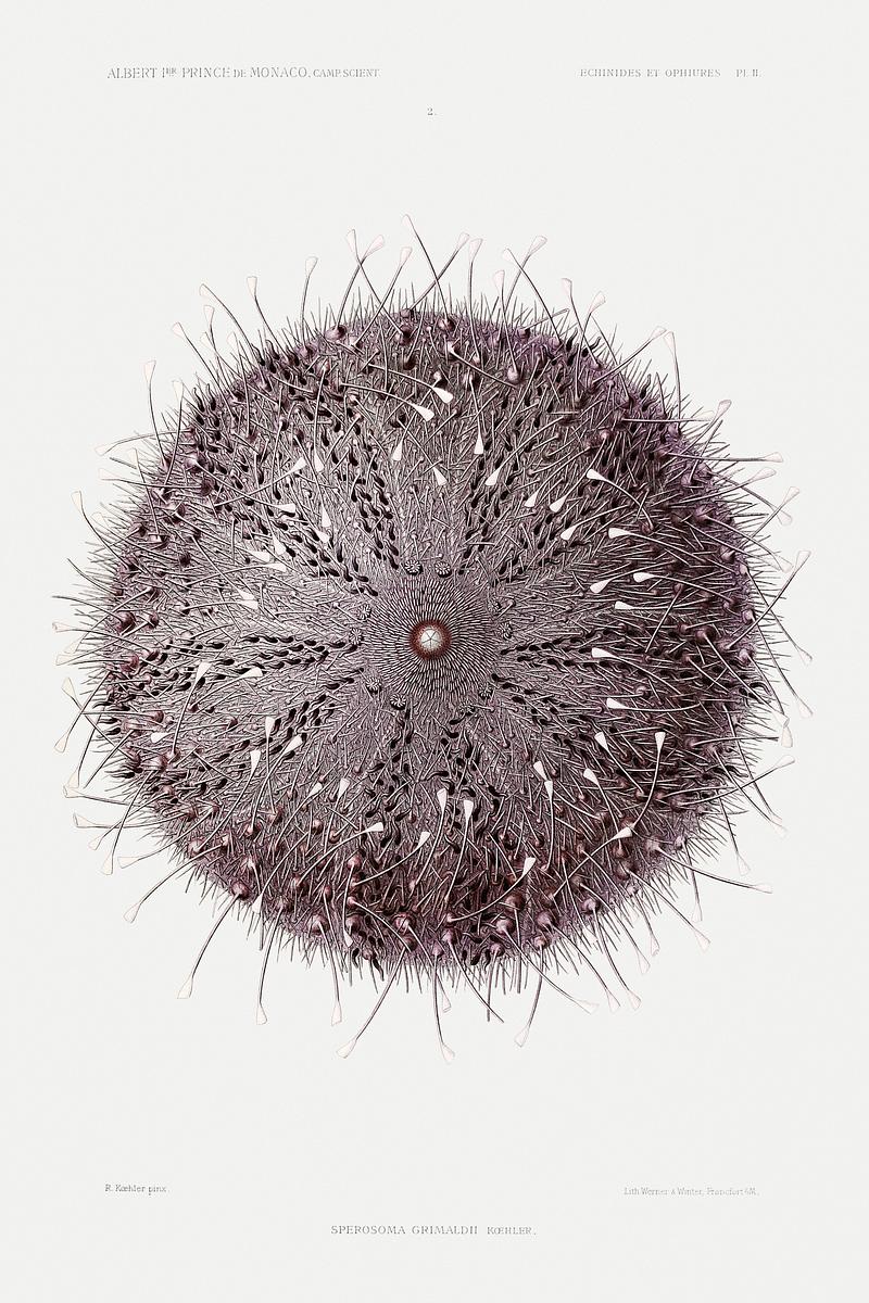 Sperosoma grimaldii, a sea urchin illustration from Résultats des Campagnes Scientifiques by Albert I, Prince of Monaco (1848–1922). Original from Biodiversity Heritage Library. Digitally enhanced by rawpixel. Sperosoma grimaldii, a sea urchin illustration from Résultats des Campagnes Scientifiques by Albert I, Prince of…