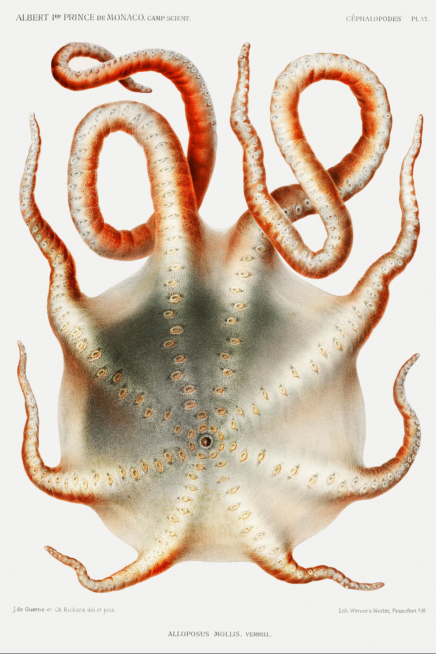 Alloposus mollis, a seven arm octopus illustration from Résultats des Campagnes Scientifiques by Albert I, Prince of... Alloposus mollis, a seven arm octopus illustration from Résultats des Campagnes Scientifiques by Albert I, Prince of...