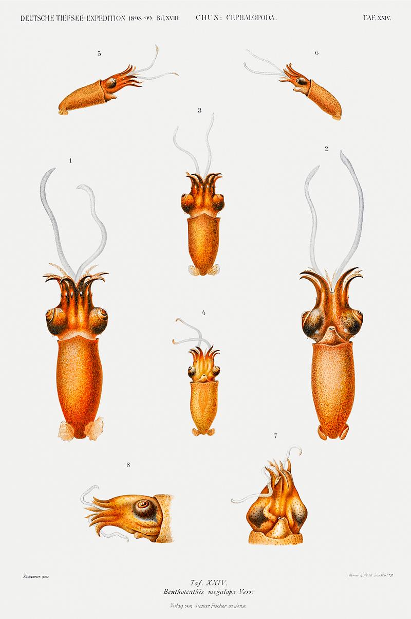 Benthoteuthis megalops Verrill squid illustration from Deutschen Tiefsee-Expedition, German Deep Sea Expedition (1898–1899) by Carl Chun. Original from Biodiversity Heritage Library. Digitally enhanced by rawpixel. Benthoteuthis megalops Verrill squid illustration from Deutschen Tiefsee-Expedition, German Deep Sea Expedition…