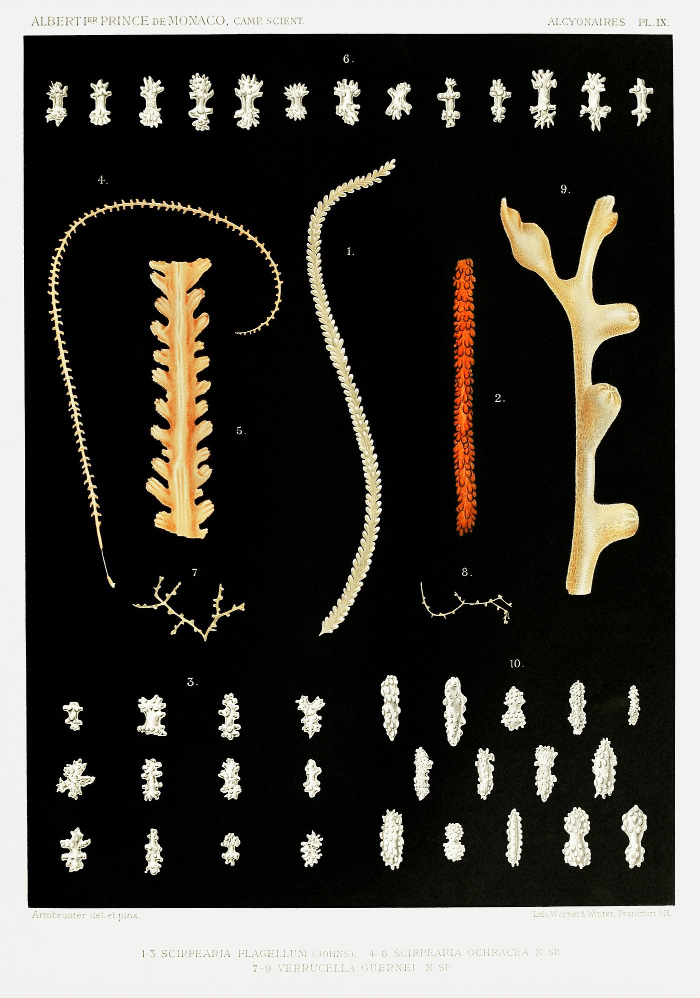 Marine life illustration from Résultats des Campagnes Scientifiques by Albert I, Prince of Monaco (1848–1922).... Marine life illustration from Résultats des Campagnes Scientifiques by Albert I, Prince of Monaco (1848–1922)....