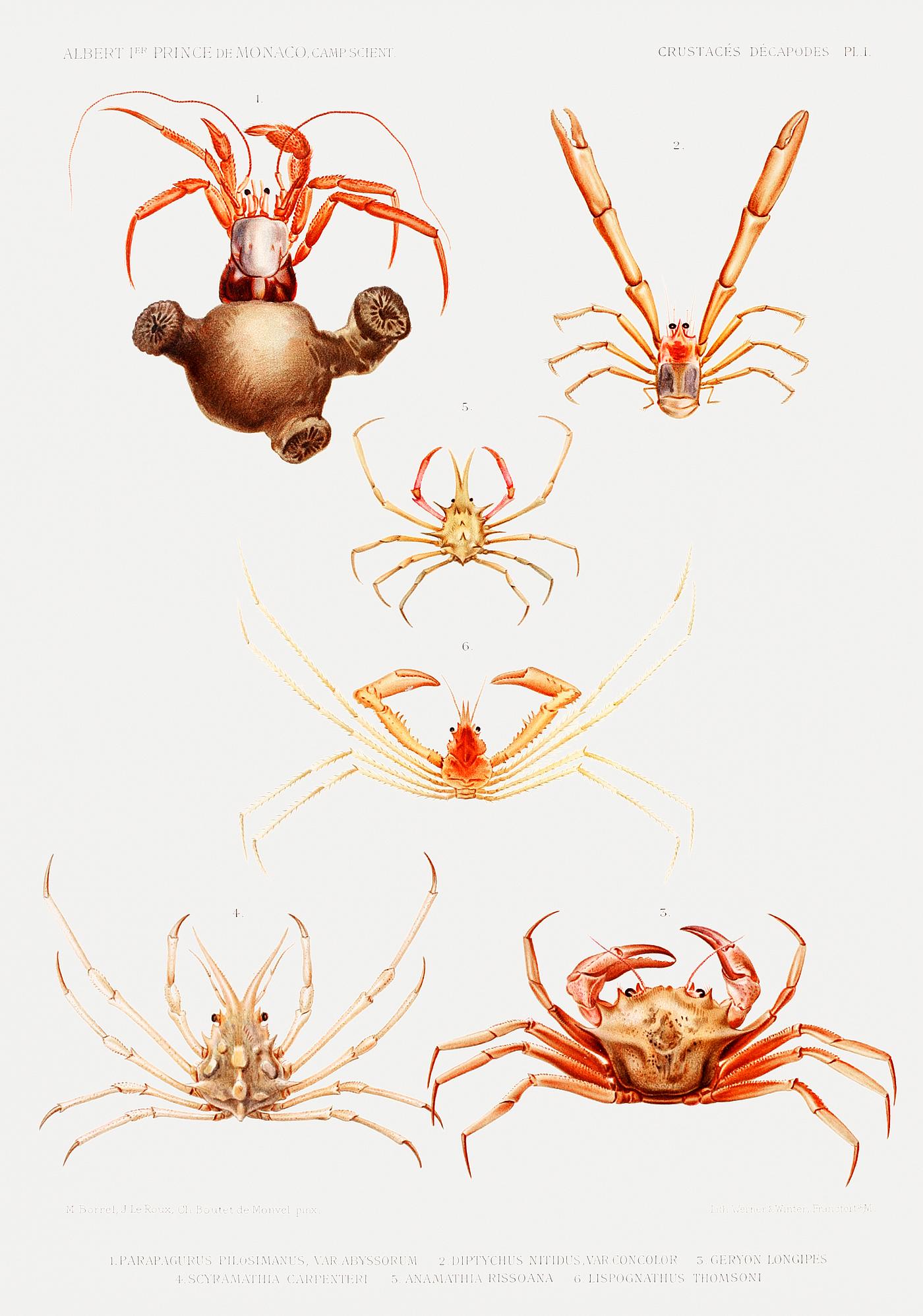 Crab varieties set illustration from Résultats des Campagnes Scientifiques by Albert I, Prince of Monaco (1848–... Crab varieties set illustration from Résultats des Campagnes Scientifiques by Albert I, Prince of Monaco (1848–...