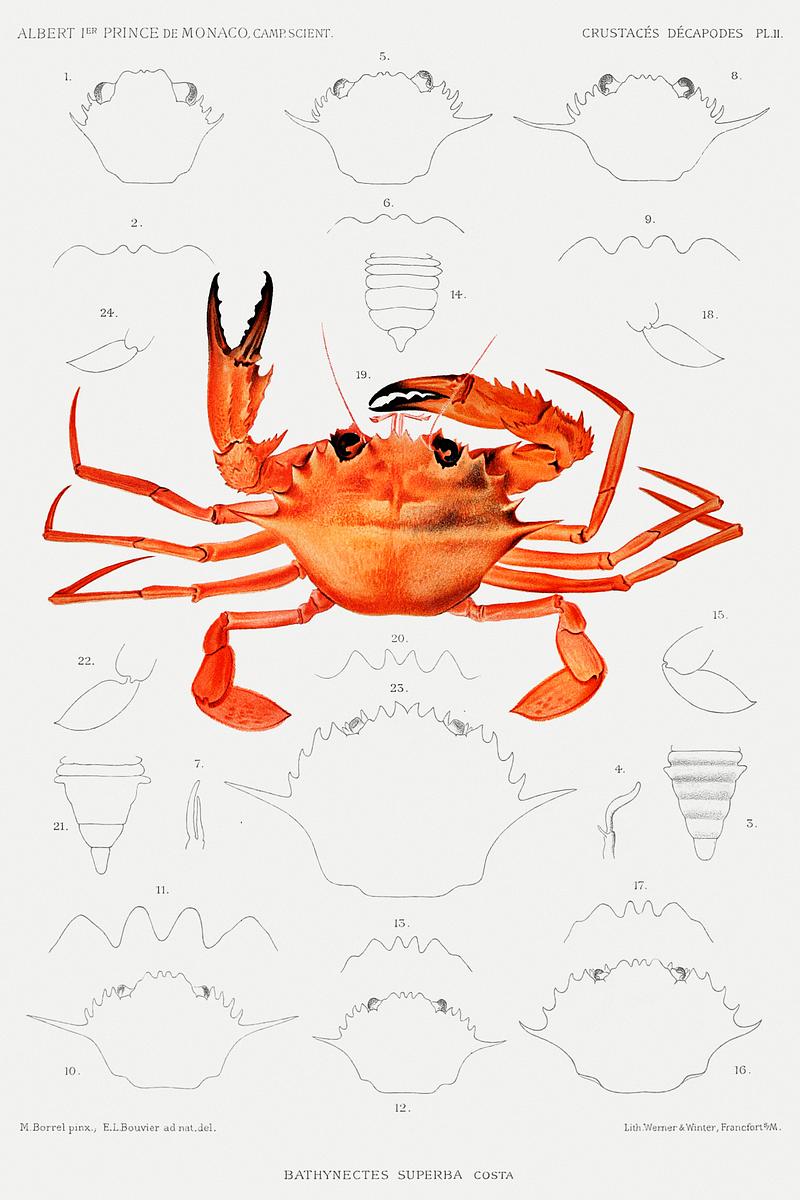 West African Brachyuran crab, Bathynectes piperitus vintage illustration from Résultats des Campagnes Scientifiques by Albert I, Prince of Monaco (1848–1922). Original from Biodiversity Heritage Library. Digitally enhanced by rawpixel. West African Brachyuran crab, Bathynectes piperitus vintage illustration from Résultats des Campagnes Scientifiques by…