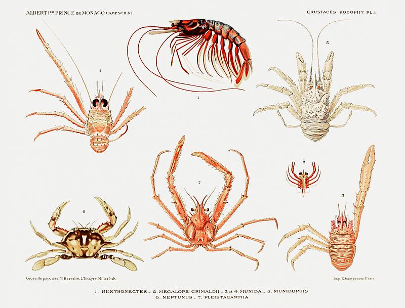 Crabs and shrimps set illustration from Résultats des Campagnes Scientifiques by Albert I, Prince of Monaco (1848–1922). Original from Biodiversity Heritage Library. Digitally enhanced by rawpixel. Crabs and shrimps set illustration from Résultats des Campagnes Scientifiques by Albert I, Prince of Monaco…