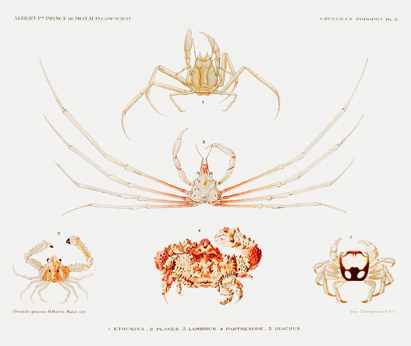Crab varieties set illustration from Résultats des Campagnes Scientifiques by Albert I, Prince of Monaco (1848–1922). Original from Biodiversity Heritage Library. Digitally enhanced by rawpixel. Crab varieties set illustration from Résultats des Campagnes Scientifiques by Albert I, Prince of Monaco…