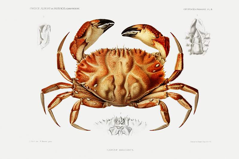 Dungeness crab illustration from Résultats des Campagnes Scientifiques by Albert I, Prince of Monaco…