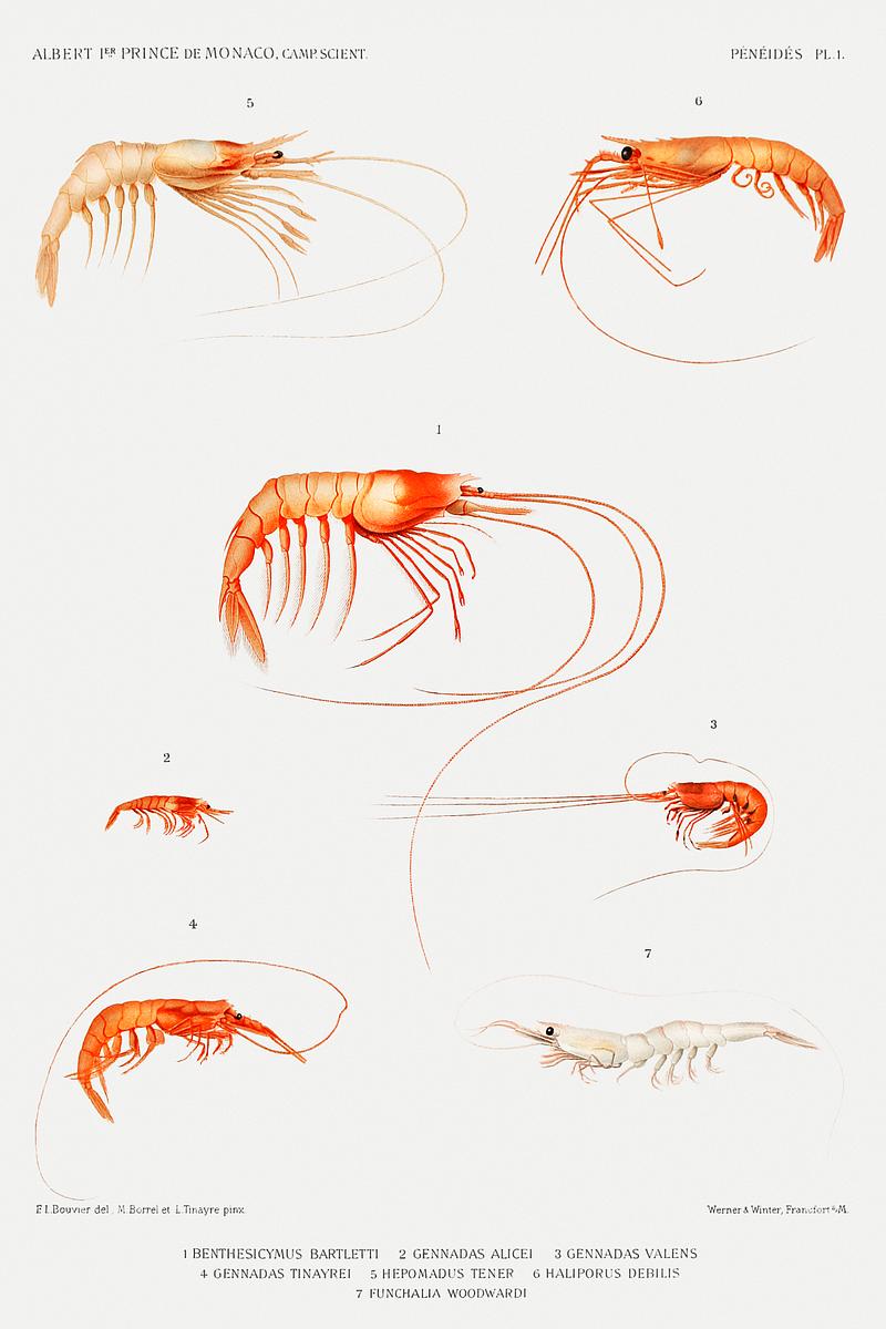 Shrimp varieties set illustration from Résultats des Campagnes Scientifiques by Albert I, Prince of Monaco (1848–1922). Original from Biodiversity Heritage Library. Digitally enhanced by rawpixel. Shrimp varieties set illustration from Résultats des Campagnes Scientifiques by Albert I, Prince of Monaco…