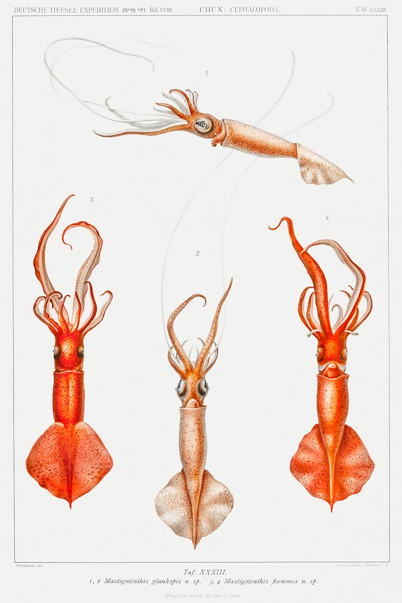 Whiplash squid illustration from Deutschen Tiefsee-Expedition (German Deep Sea Expedition) (1898–1899) by Carl Chun. Original from Biodiversity Heritage Library. Digitally enhanced by rawpixel. Whiplash squid illustration from Deutschen Tiefsee-Expedition (German Deep Sea Expedition) (1898–1899) by Carl Chun.…