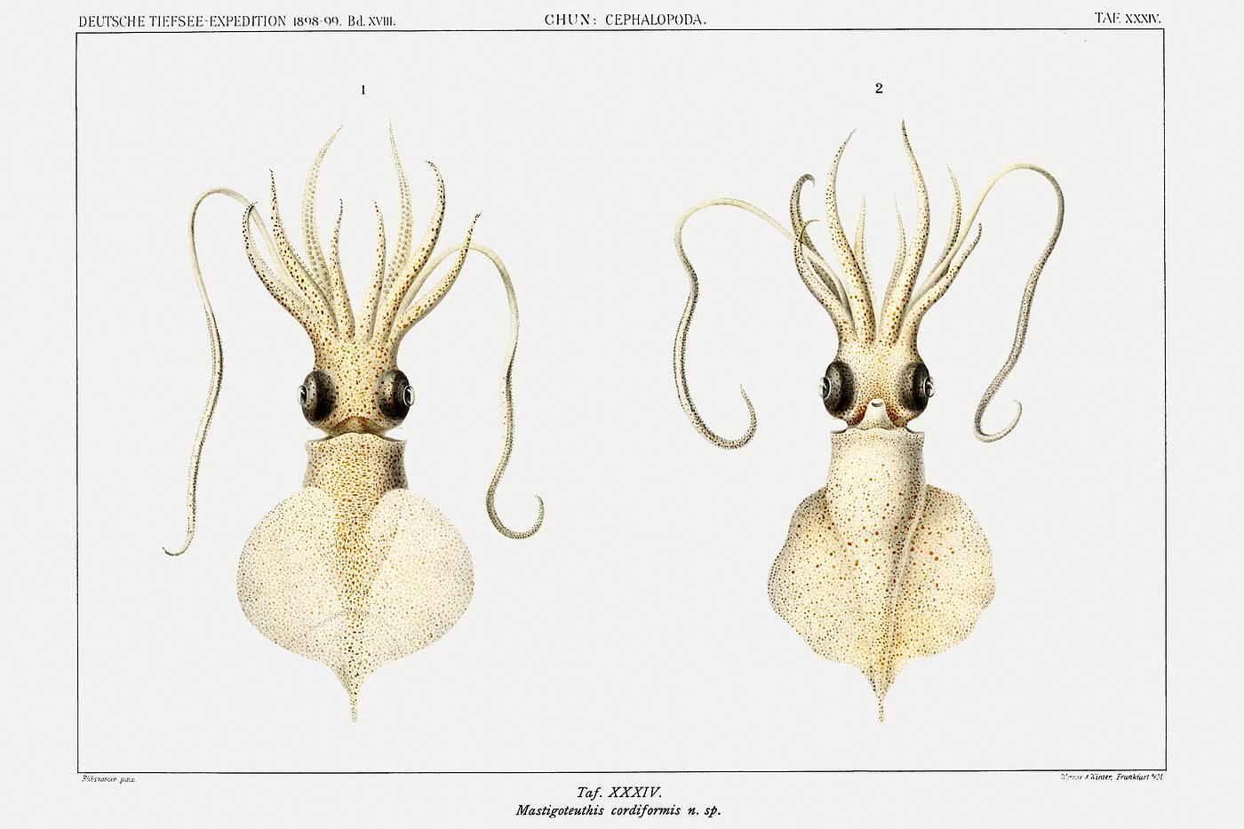 Love heart squid, a whiplash squid illustration from Deutschen Tiefsee-Expedition, German Deep Sea Expedition (1898–... Love heart squid, a whiplash squid illustration from Deutschen Tiefsee-Expedition, German Deep Sea Expedition (1898–...