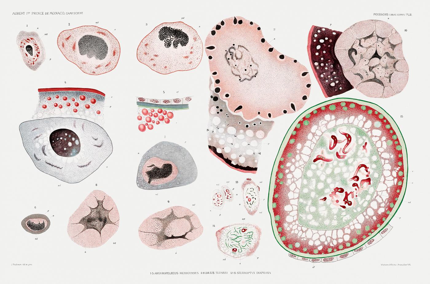 Illustration of marine life's cells from Résultats des Campagnes Scientifiques by Albert I, Prince of Monaco (... Illustration of marine life's cells from Résultats des Campagnes Scientifiques by Albert I, Prince of Monaco (...
