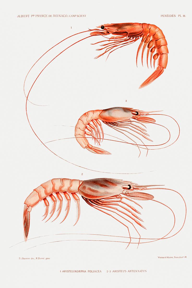 Shrimp varieties set illustration from Résultats des Campagnes Scientifiques by Albert I, Prince of Monaco (1848–1922). Original from Biodiversity Heritage Library. Digitally enhanced by rawpixel. Shrimp varieties set illustration from Résultats des Campagnes Scientifiques by Albert I, Prince of Monaco…