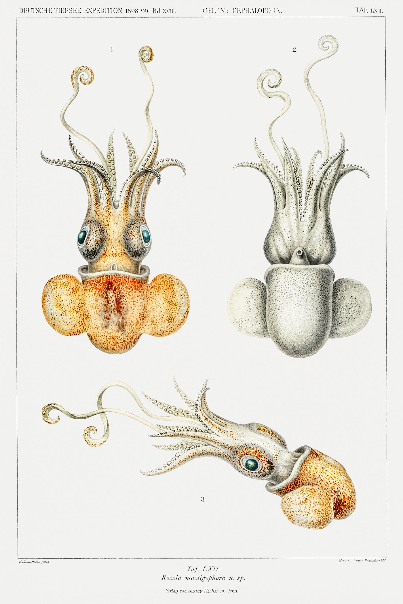 Bobtail squid illustration from Deutschen Tiefsee-Expedition, German Deep Sea Expedition (1898–1899) by Carl Chun.... Bobtail squid illustration from Deutschen Tiefsee-Expedition, German Deep Sea Expedition (1898–1899) by Carl Chun....