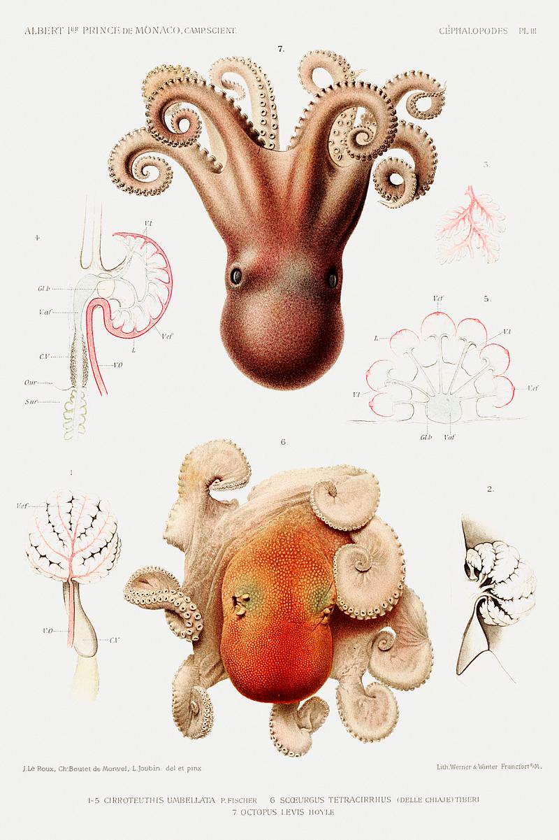 Sea octopus anatomy vintage poster Octopus illustration from Résultats des Campagnes Scientifiques by Albert I, Prince of Monaco (1848–1922).…