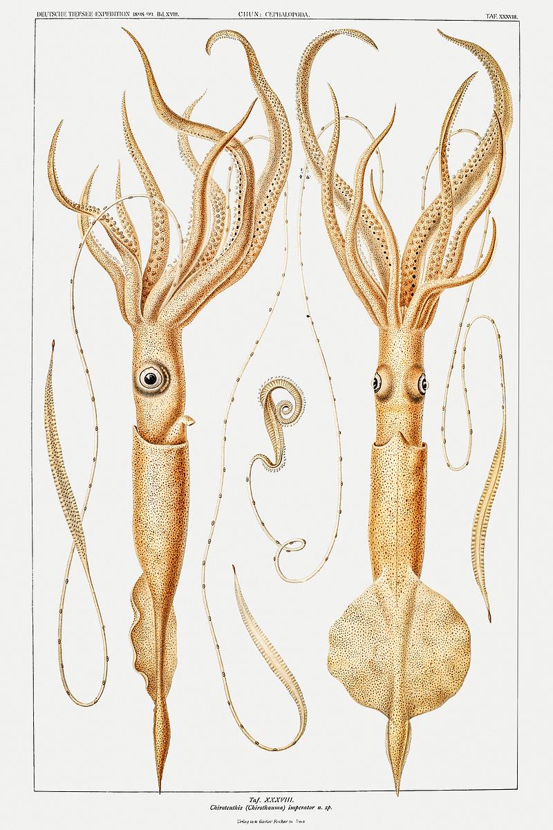 Various genera of squids illustration from Deutschen Tiefsee-Expedition, German Deep Sea Expedition (1898–1899) by Carl Chun. Original from Biodiversity Heritage Library. Digitally enhanced by rawpixel. Various genera of squids illustration from Deutschen Tiefsee-Expedition, German Deep Sea Expedition (1898–1899) by Carl…