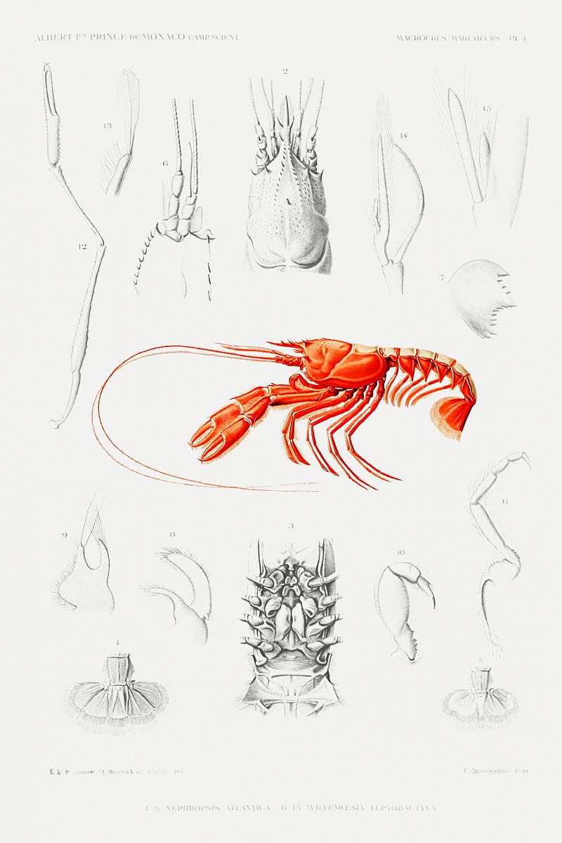 Shrimps' external and internal organs illustration from Résultats des Campagnes Scientifiques by Albert I, Prince of Monaco (1848–1922). Original from Biodiversity Heritage Library. Digitally enhanced by rawpixel. Shrimps' external and internal organs illustration from Résultats des Campagnes Scientifiques by Albert I, Prince of…